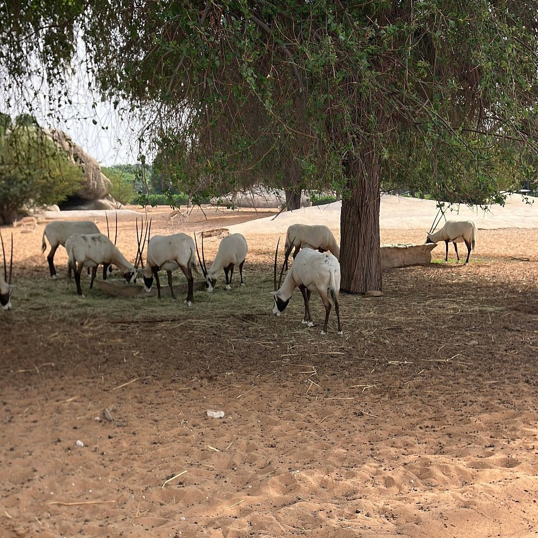 Safari Park Dubai Tickets