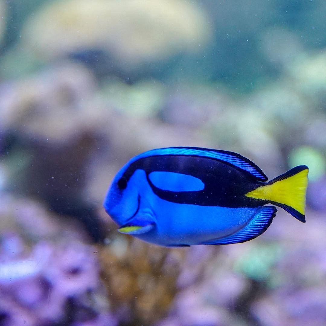 Dubai Aquarium and Underwater Zoo Tickets