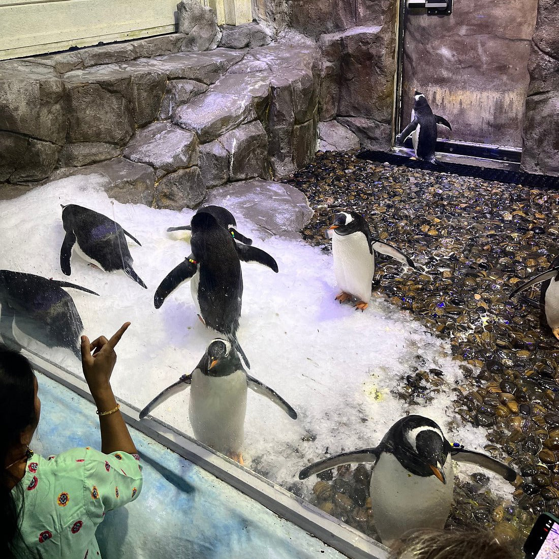 Dubai Aquarium and Underwater Zoo Tickets