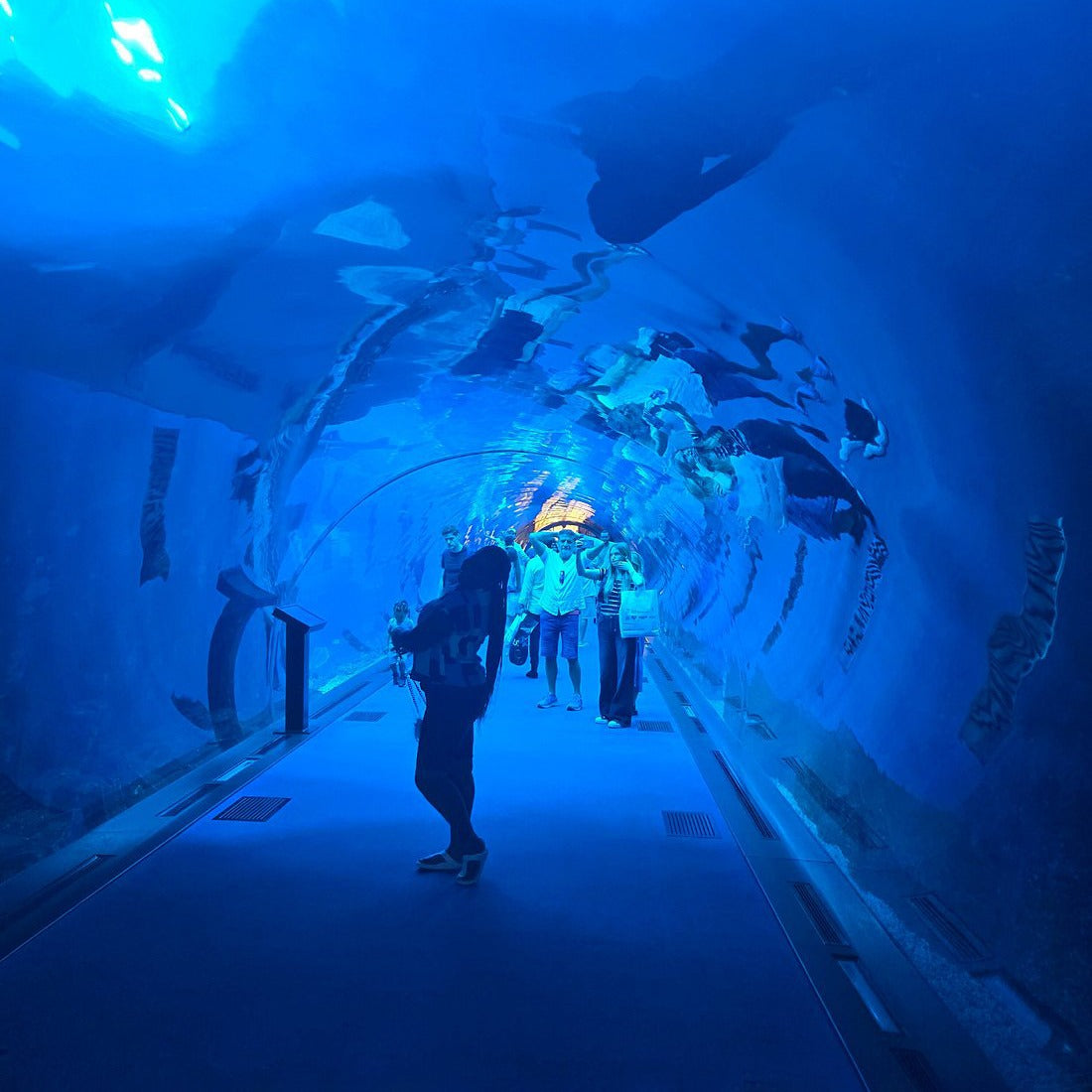 Dubai Aquarium and Underwater Zoo Tickets