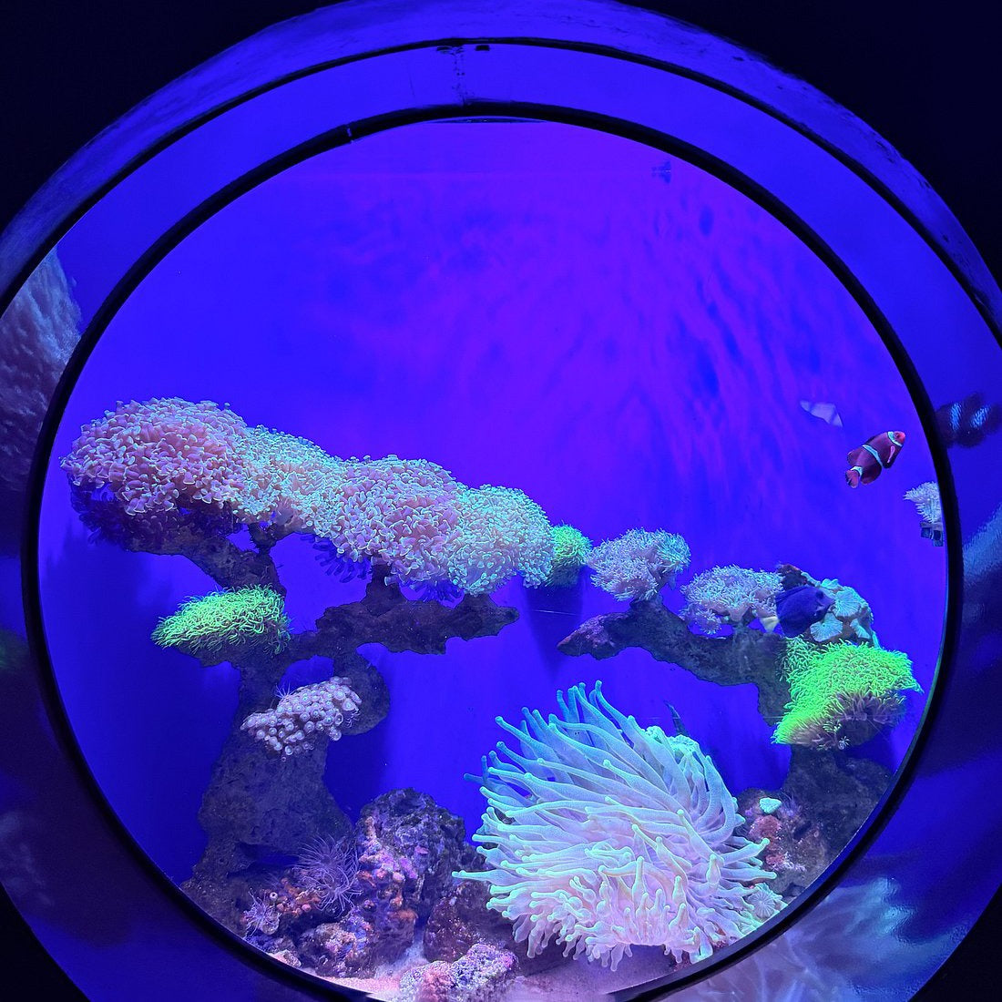 Dubai Aquarium and Underwater Zoo Tickets