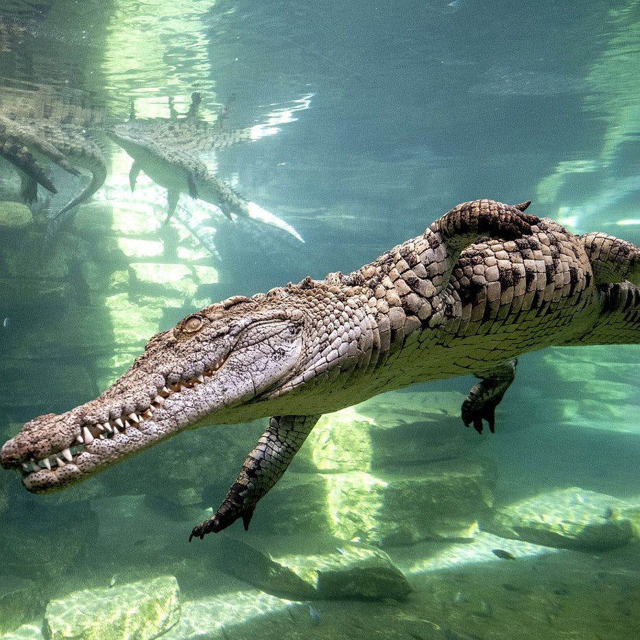 Crocodile Park Dubai Tickets