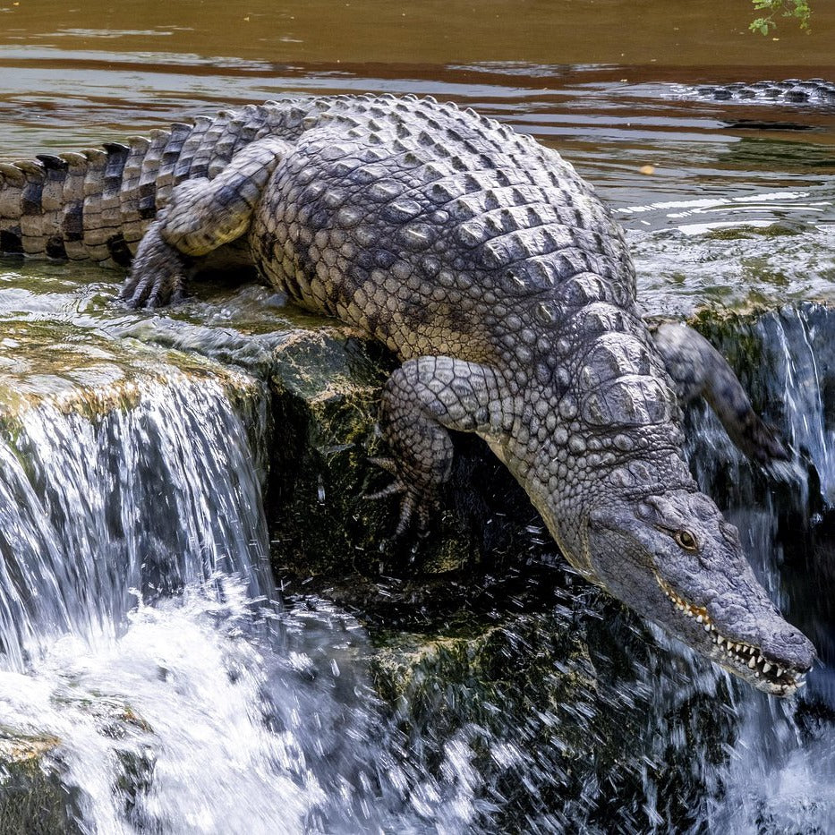 Crocodile Park Dubai Tickets