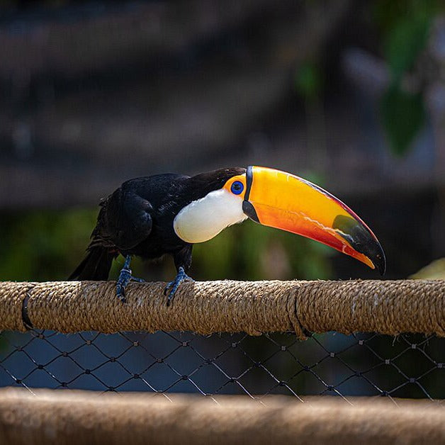 Green Planet Dubai Tickets