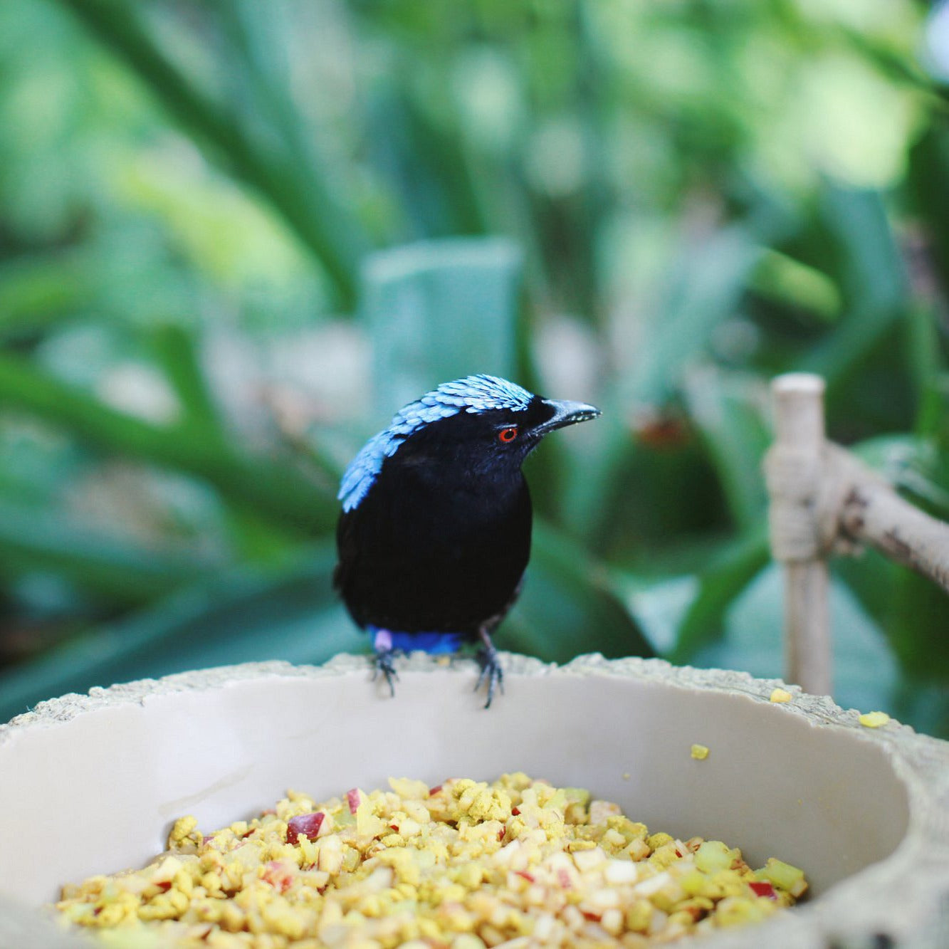 Green Planet Dubai Tickets