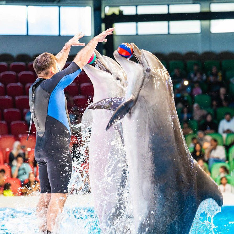 Dubai Dolphinarium Tickets