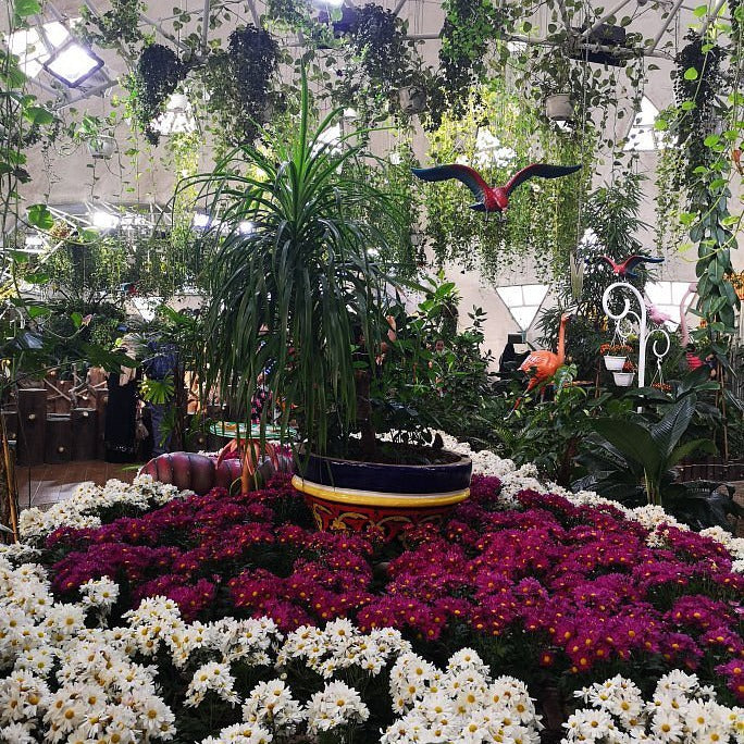 Dubai Butterfly Garden Tickets