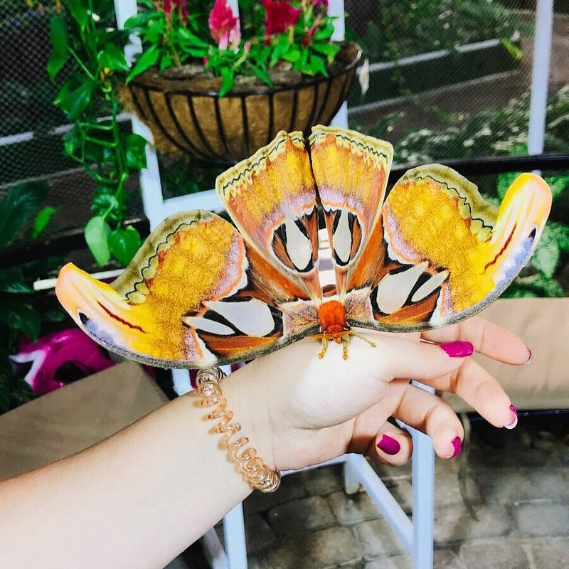 Dubai Butterfly Garden Tickets