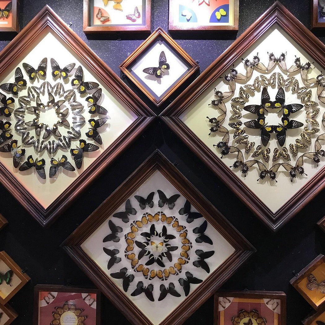 Dubai Butterfly Garden Tickets