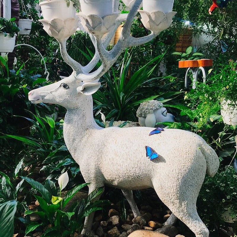 Dubai Butterfly Garden Tickets