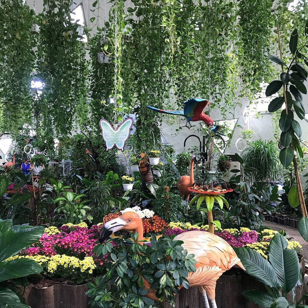 Dubai Butterfly Garden Tickets