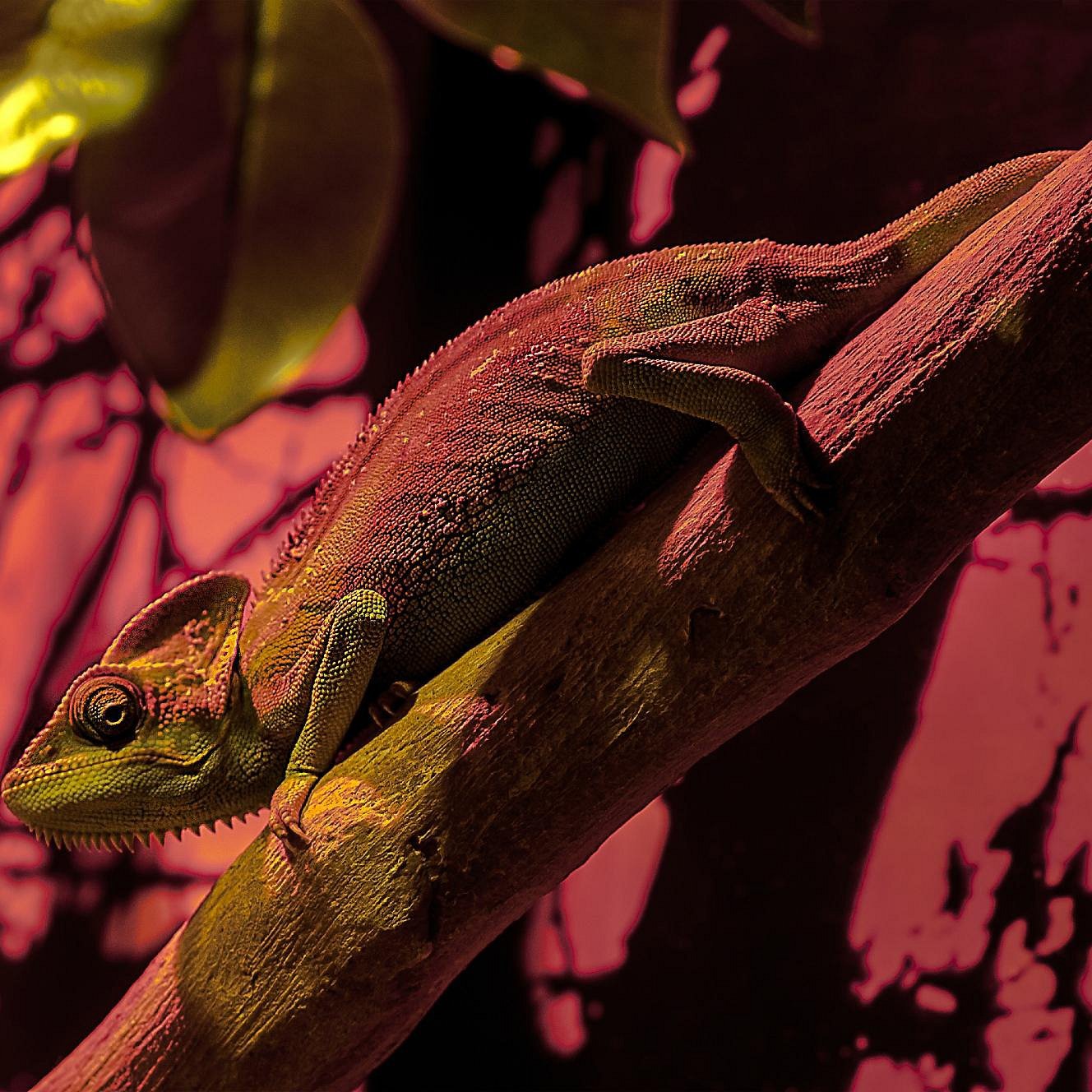 Dubai Aquarium and Underwater Zoo Tickets