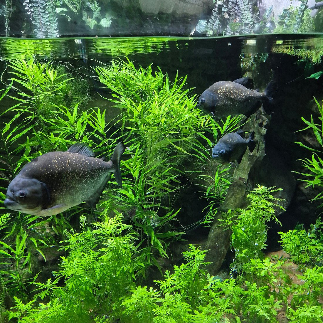 Dubai Aquarium and Underwater Zoo Tickets