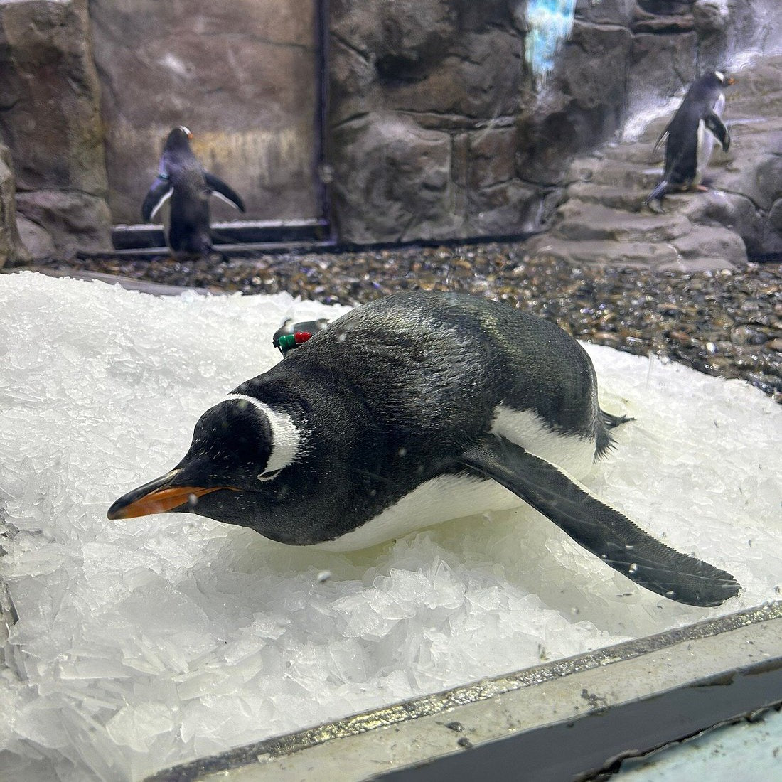 Dubai Aquarium and Underwater Zoo Tickets