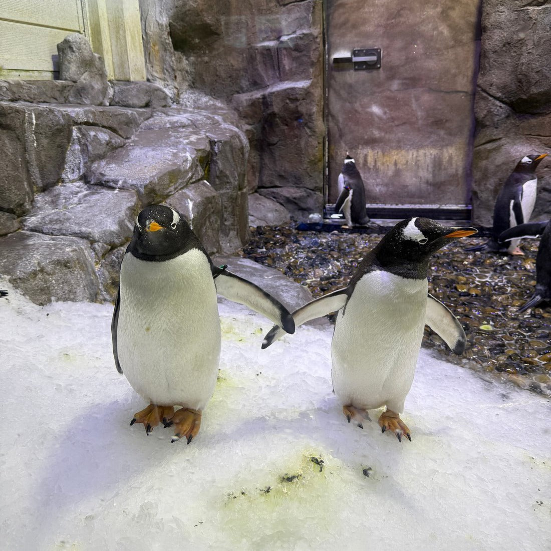 Dubai Aquarium and Underwater Zoo Tickets