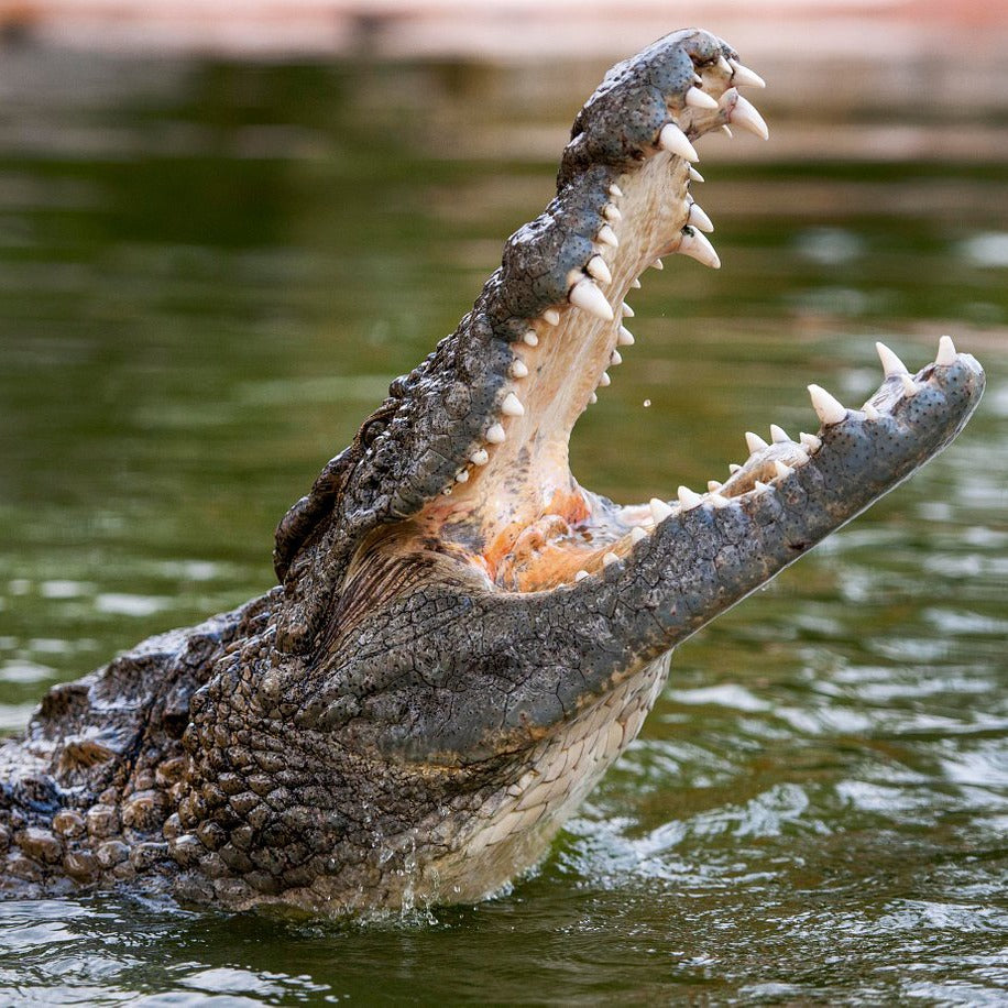 Crocodile Park Dubai Tickets