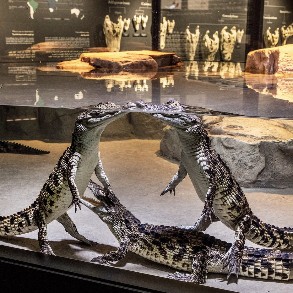 Crocodile Park Dubai Tickets