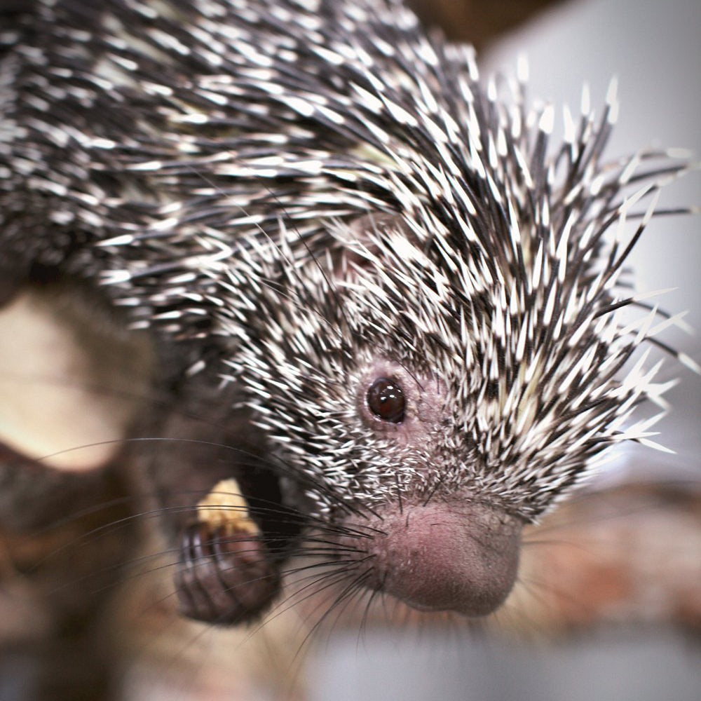 Green Planet Dubai Tickets