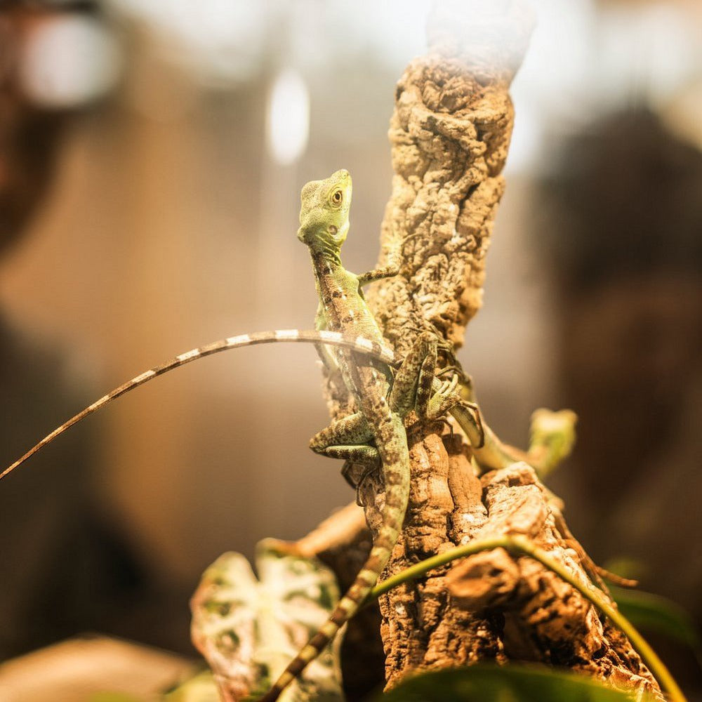 Green Planet Dubai Tickets