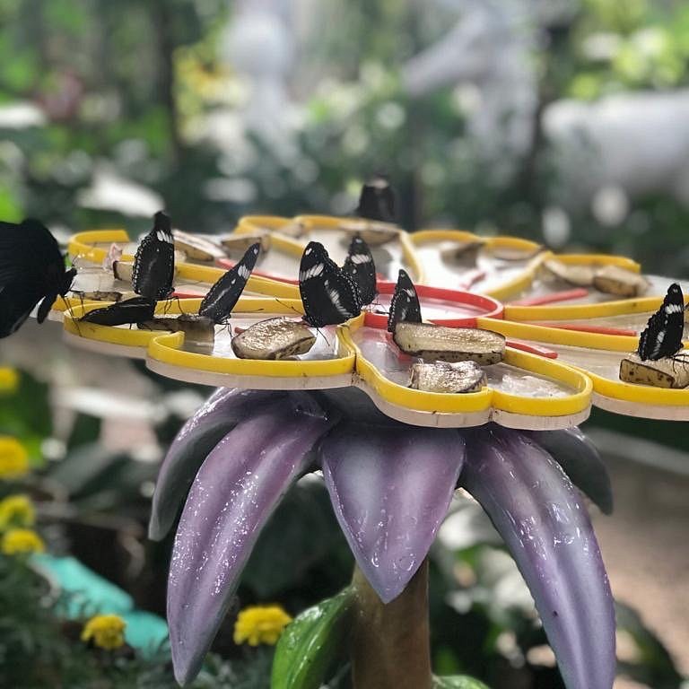 Dubai Butterfly Garden Tickets