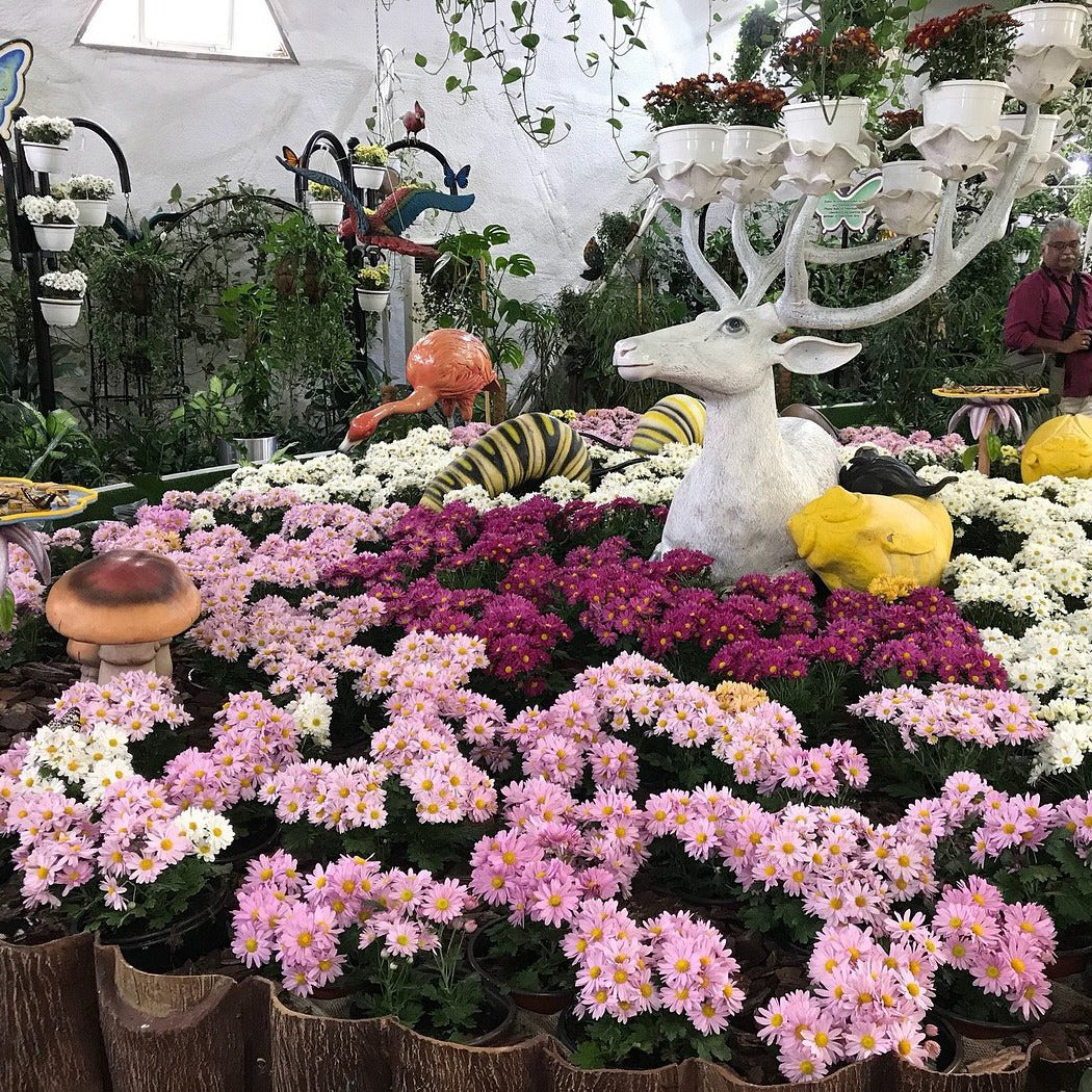 Dubai Butterfly Garden Tickets