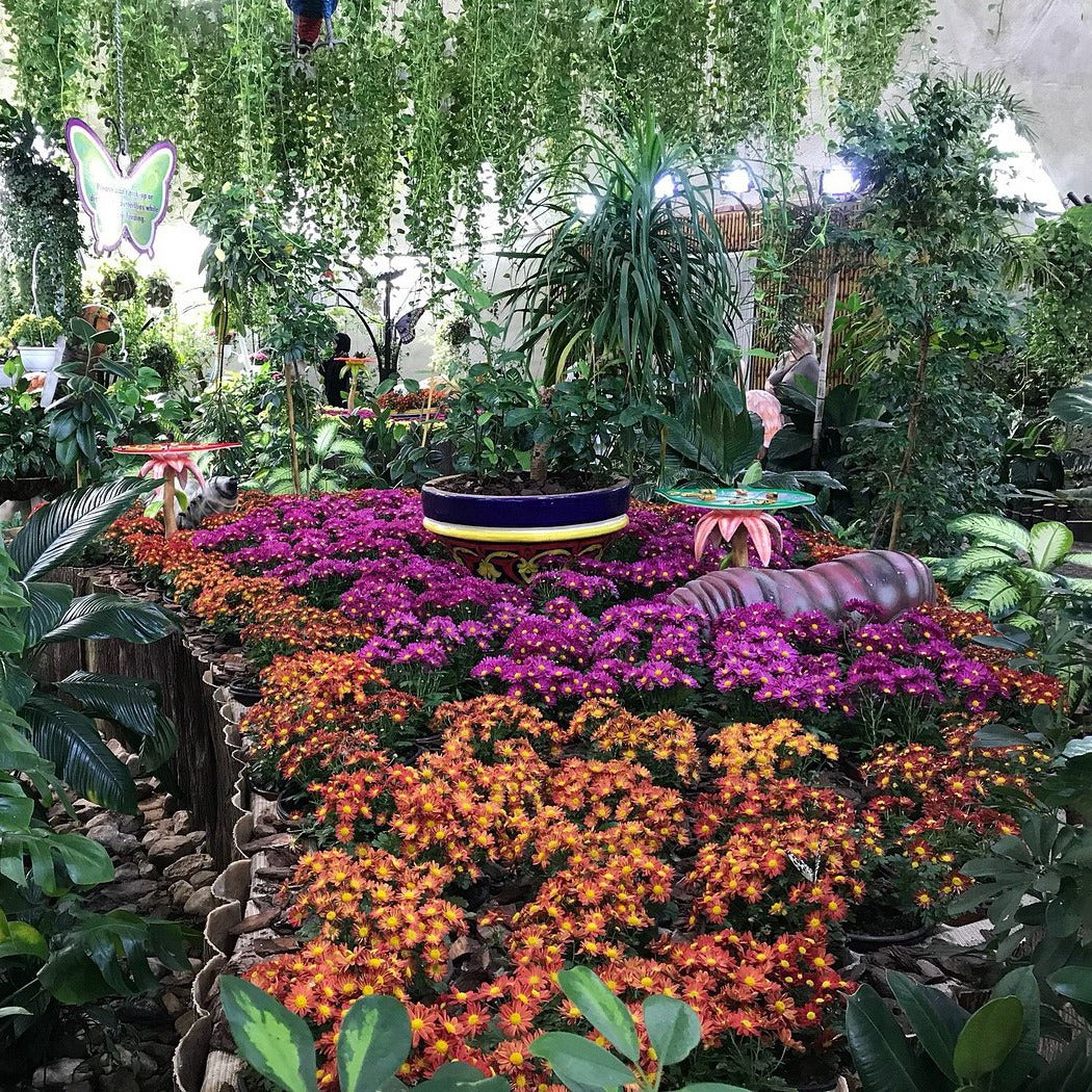 Dubai Butterfly Garden Tickets