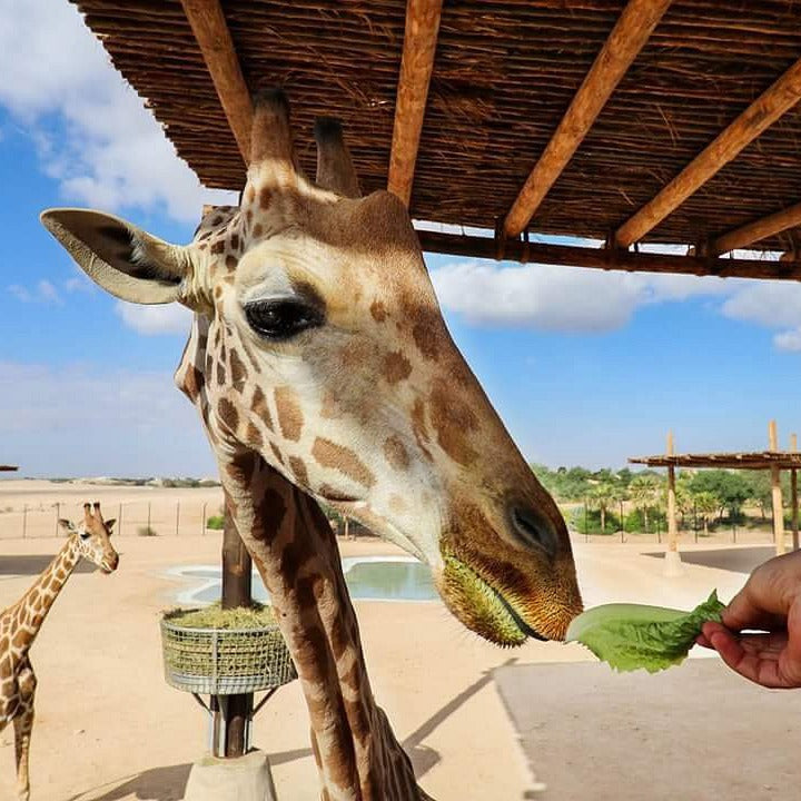 Al Ain Zoo Tickets